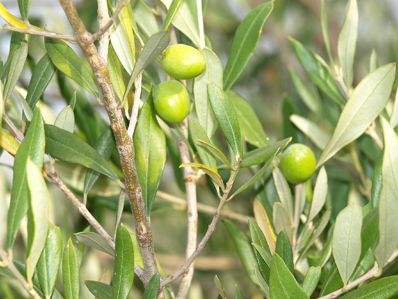 Copy of P9114383.JPG